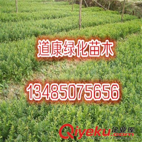基地直銷紅豆杉樹苗 ka植物 室內盆栽花卉植物 可盆栽 紅豆杉苗原始圖片2
