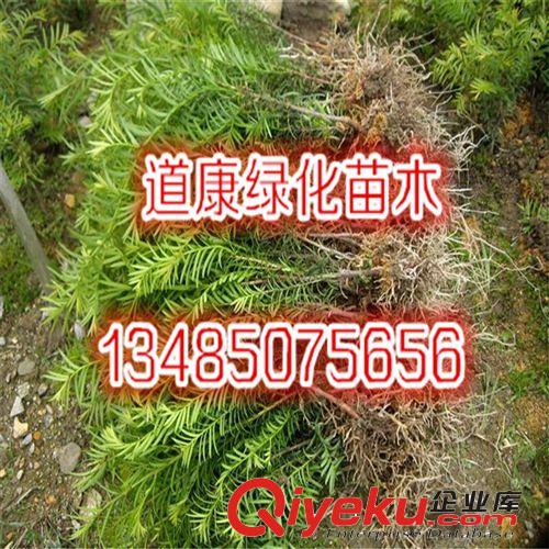 基地直銷紅豆杉樹苗 ka植物 室內盆栽花卉植物 可盆栽 紅豆杉苗原始圖片3