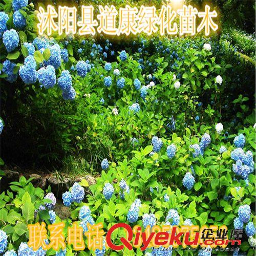 行道綠化苗木 銀杏苗 銀杏樹苗批發 銀杏小苗 庭院植物包成活