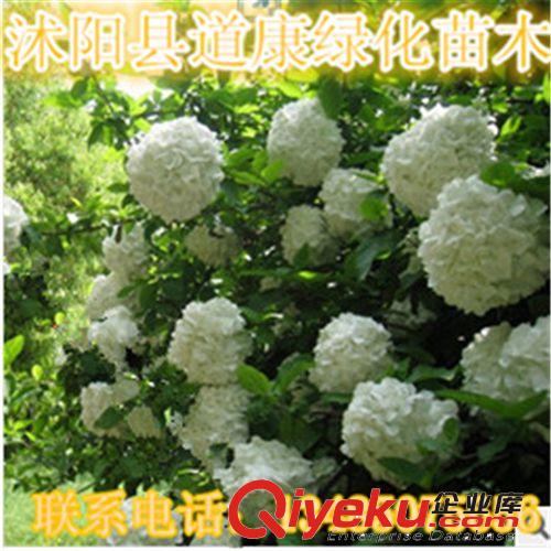 銷售各種規(guī)格繡球、繡球花種植基地、日本木繡球、麻葉繡球！原始圖片2