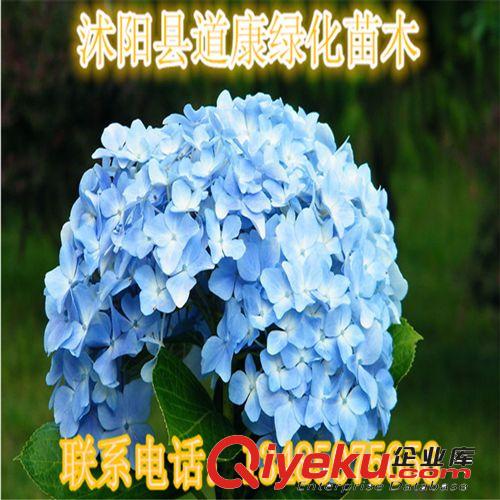 銷售各種規(guī)格繡球、繡球花種植基地、日本木繡球、麻葉繡球！原始圖片3