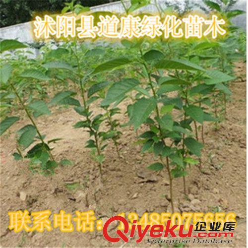 銷售各種規(guī)格繡球、繡球花種植基地、日本木繡球、麻葉繡球！