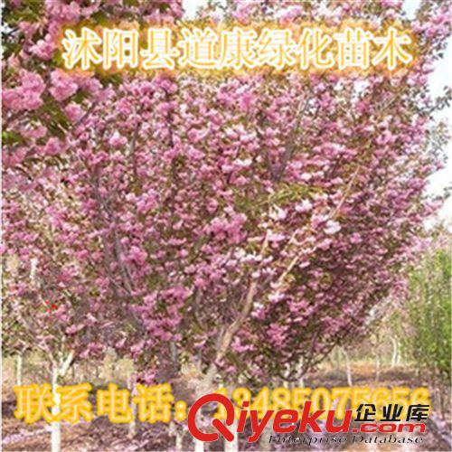 綠化苗木  行道樹 日本櫻花小苗 低價出售 櫻花種苗 成活率高原始圖片2