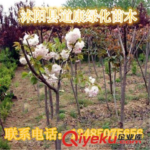 綠化苗木  行道樹 日本櫻花小苗 低價出售 櫻花種苗 成活率高原始圖片3