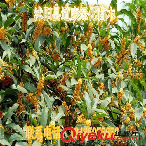 綠化苗木  行道樹 日本櫻花小苗 低價出售 櫻花種苗 成活率高