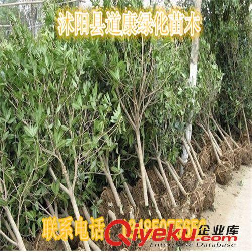 綠化苗木 月桂 桂花苗/金桂樹苗/桂花樹 基地直供原始圖片2