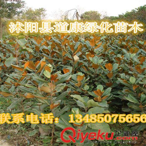 供應觀賞喬木 廣玉蘭 廣玉蘭樹 廣玉蘭樹苗 玉蘭小苗原始圖片2