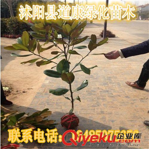 供應觀賞喬木 廣玉蘭 廣玉蘭樹 廣玉蘭樹苗 玉蘭小苗原始圖片3