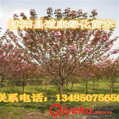 直銷垂絲海棠小苗  規格齊全 現貨充足 優質花苗 綠化苗木原始圖片2