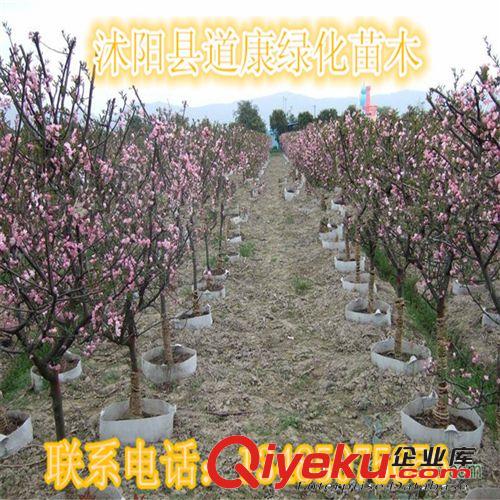 直銷垂絲海棠小苗  規格齊全 現貨充足 優質花苗 綠化苗木原始圖片3