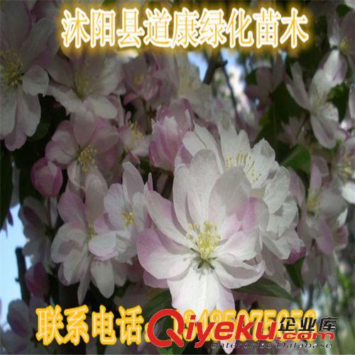 直銷垂絲海棠小苗  規格齊全 現貨充足 優質花苗 綠化苗木
