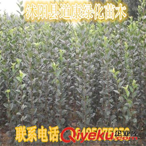 綠化苗木西府海棠小苗直銷 根系發達 現貨充足  西府海棠樹苗原始圖片3