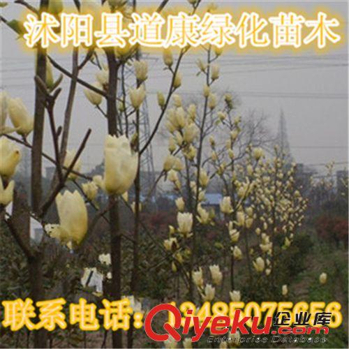 綠化苗木西府海棠小苗直銷 根系發達 現貨充足  西府海棠樹苗