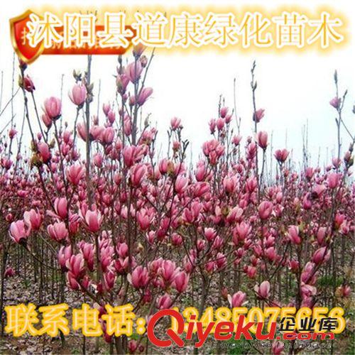 批發(fā)玉蘭樹苗 紫 白 黃玉蘭 玉蘭小苗 苗玉蘭當(dāng)年苗  玉蘭芽苗原始圖片2