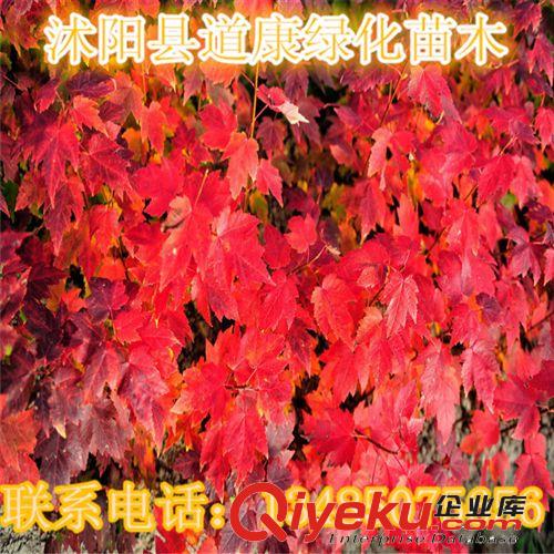 批發(fā)玉蘭樹苗 紫 白 黃玉蘭 玉蘭小苗 苗玉蘭當(dāng)年苗  玉蘭芽苗