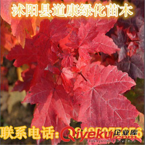 批發(fā)美國紅楓樹苗行道樹綠化苗木紅楓小苗秋火焰原始圖片3