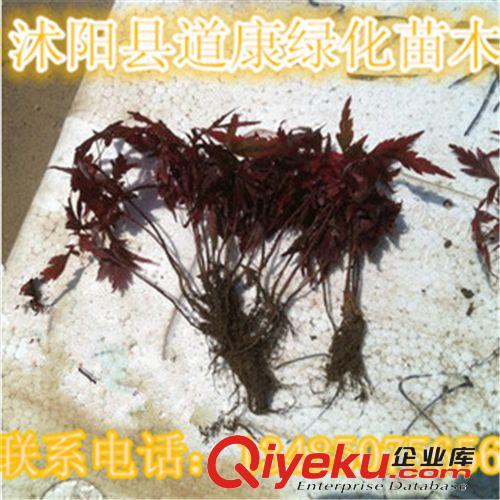 批發(fā)美國紅楓樹苗行道樹綠化苗木紅楓小苗秋火焰
