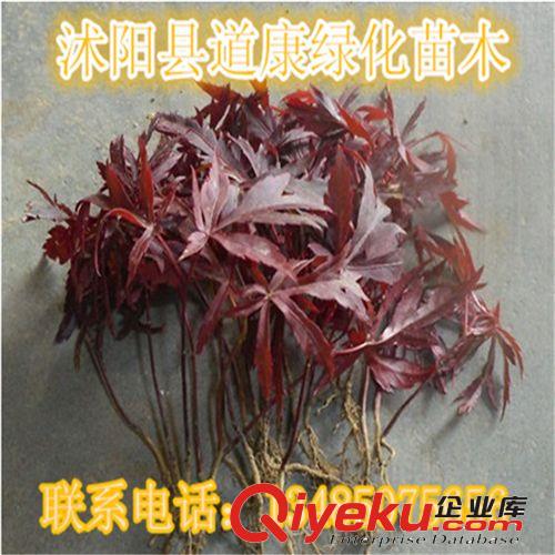 換頁供應中國紅楓小苗 基地直供 品質保證原始圖片2