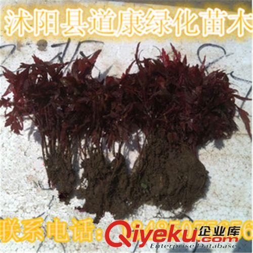 換頁供應中國紅楓小苗 基地直供 品質保證原始圖片3