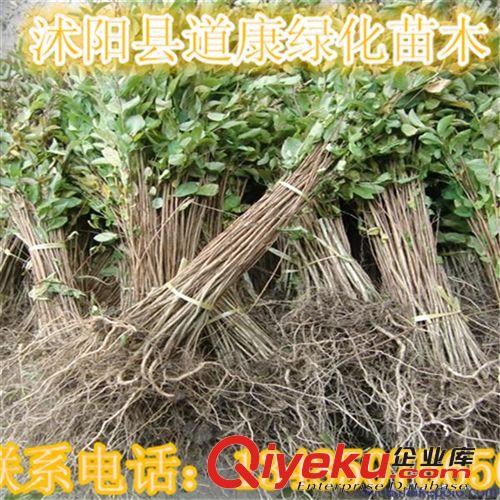 換頁供應中國紅楓小苗 基地直供 品質保證