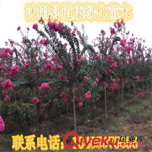 綠化苗木紫薇小苗 大量供應 品質保證 歡迎選購原始圖片2