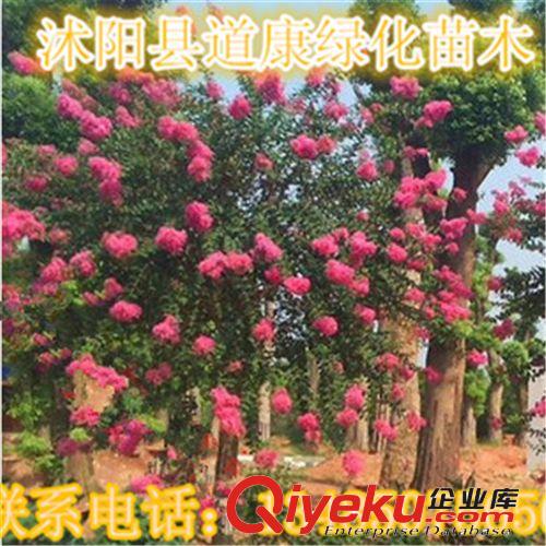 綠化苗木紫薇小苗 大量供應 品質保證 歡迎選購原始圖片3