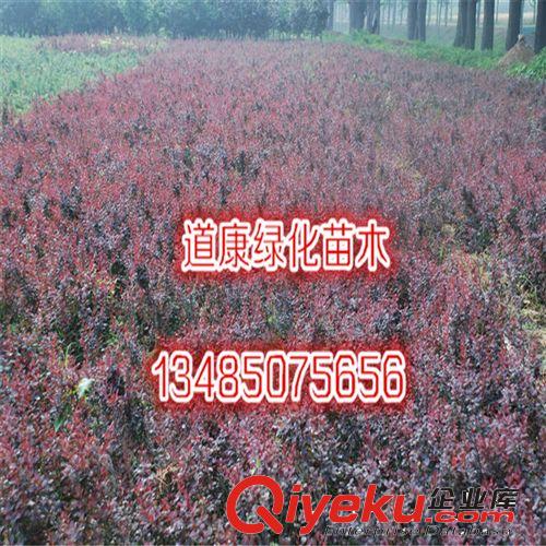 批發(fā)出售綠化專用花卉種子 紅葉小檗種子又叫紫葉小檗原始圖片2