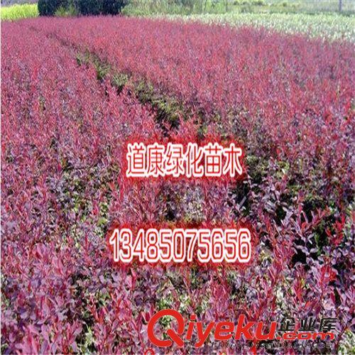 批發(fā)出售綠化專用花卉種子 紅葉小檗種子又叫紫葉小檗原始圖片3