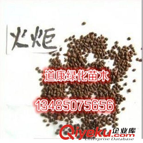 批發(fā)出售綠化專用花卉種子 紅葉小檗種子又叫紫葉小檗