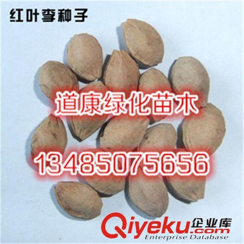 2014新采火炬種子 火炬樹籽批發(fā) 別名鹿角漆  成活率高