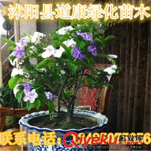 室內苗木凈化空氣吸甲醛植物花卉盆栽 土培/水培吊蘭品種多選