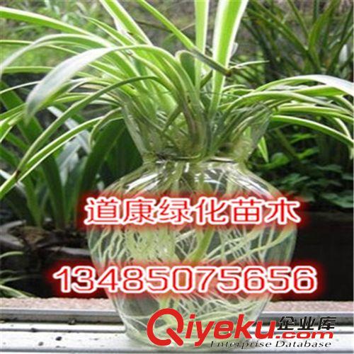 室內苗木凈化空氣吸甲醛植物花卉盆栽 土培/水培吊蘭品種多選