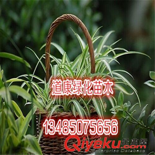 室內苗木凈化空氣吸甲醛植物花卉盆栽 土培/水培吊蘭品種多選原始圖片2