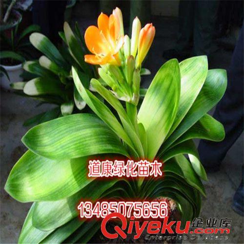 室內苗木凈化空氣吸甲醛植物花卉盆栽 土培/水培吊蘭品種多選