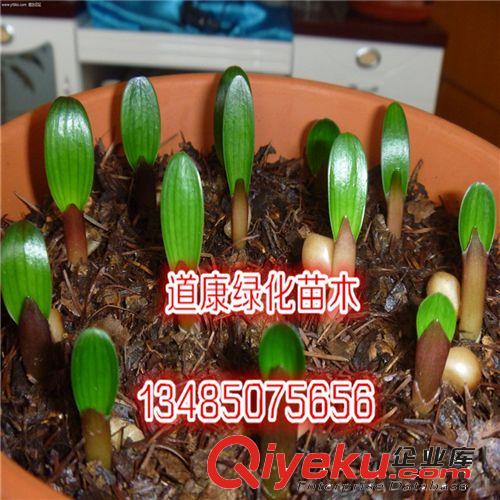 園林基地廠家批發(fā) 精品室內(nèi)盆栽花卉 君子蘭 寬葉圓頭
