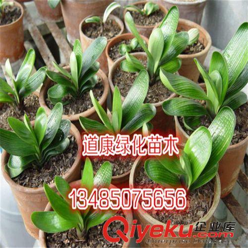 園林基地廠家批發(fā) 精品室內(nèi)盆栽花卉 君子蘭 寬葉圓頭原始圖片2