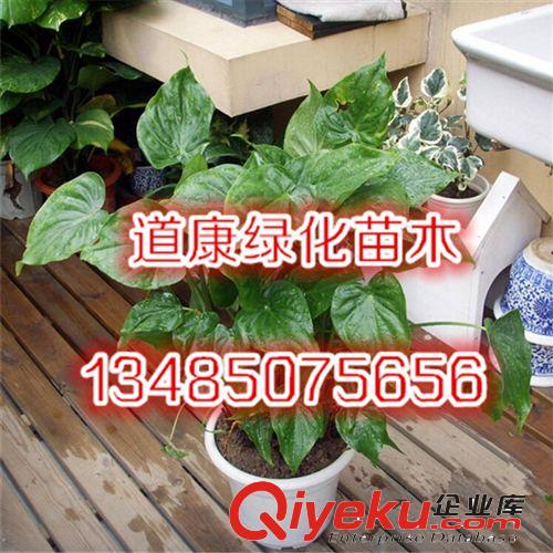 園林基地廠家批發(fā) 精品室內(nèi)盆栽花卉 君子蘭 寬葉圓頭