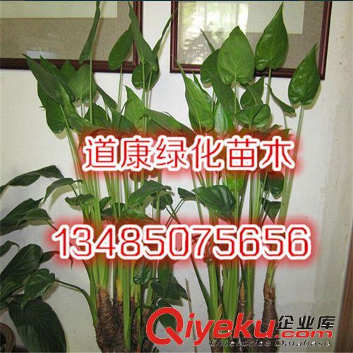 供應辦公室綠色多肉植物 吸收有害氣體 滴水觀音 千手觀音可水培原始圖片2