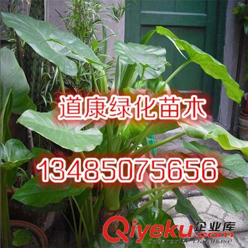 供應辦公室綠色多肉植物 吸收有害氣體 滴水觀音 千手觀音可水培原始圖片3