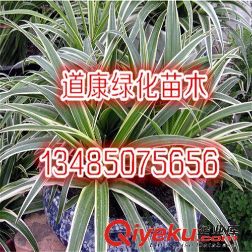 gd精品花卉 君子蘭盆栽 君子蘭苗盆栽君子蘭花苗