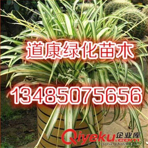 金邊吊蘭辦公室盆景 吸甲醛植物 貨源充足原始圖片2