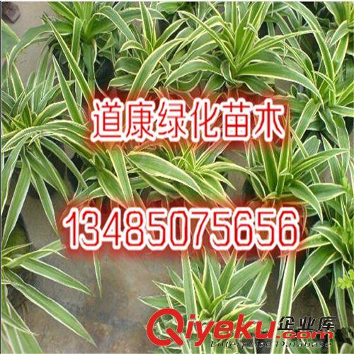 金邊吊蘭辦公室盆景 吸甲醛植物 貨源充足原始圖片3