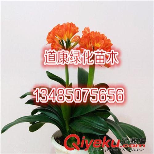 綠植盆栽吸甲醛凈化空氣 綠色植物辦公室客廳盆景滴水觀音