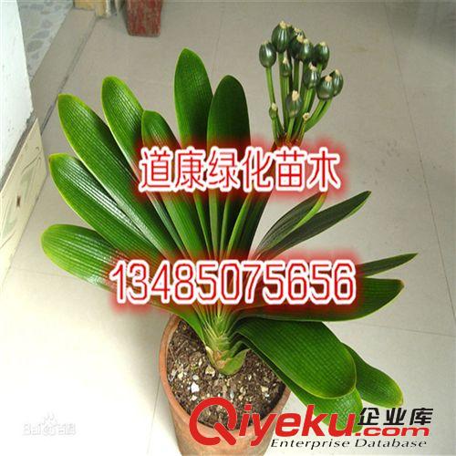 gd精品花卉 君子蘭盆栽 君子蘭苗盆栽君子蘭花苗原始圖片2