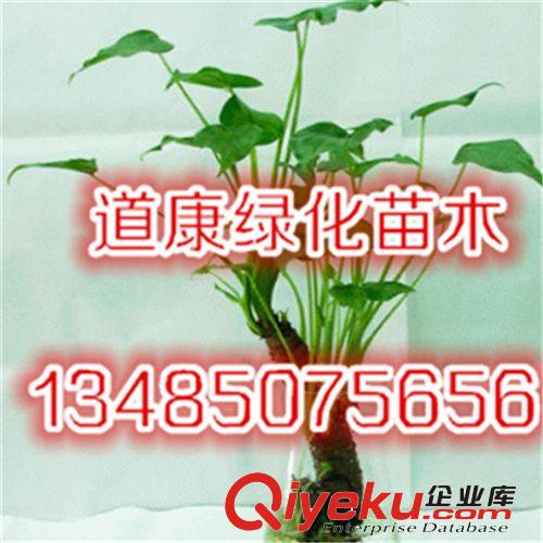 大量共贏金葉玉簪小苗 基地直供 品質保證
