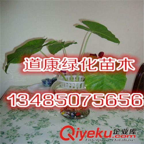綠植盆栽吸甲醛凈化空氣 綠色植物辦公室客廳盆景滴水觀音原始圖片2