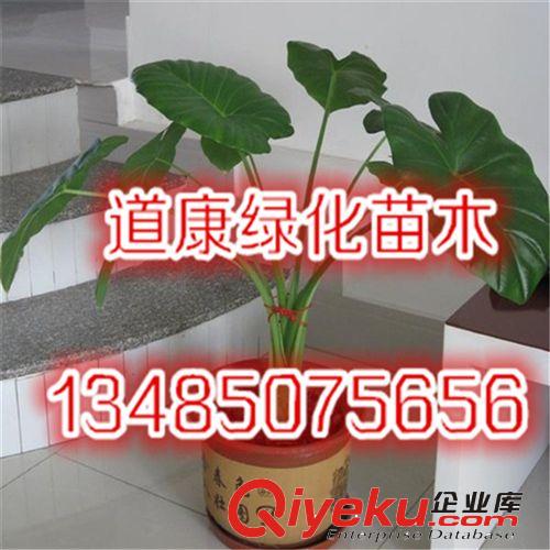 綠植盆栽吸甲醛凈化空氣 綠色植物辦公室客廳盆景滴水觀音原始圖片3
