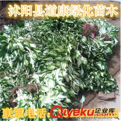 批發(fā)觀賞美人蕉根莖 種球 美人蕉苗(紅.黃.等多色可選)