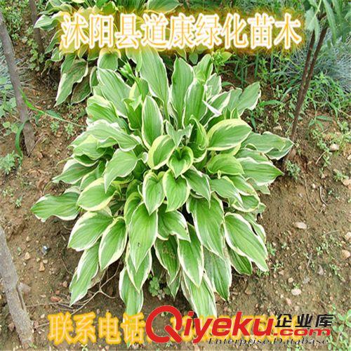 大量共贏金葉玉簪小苗 基地直供 品質保證原始圖片2