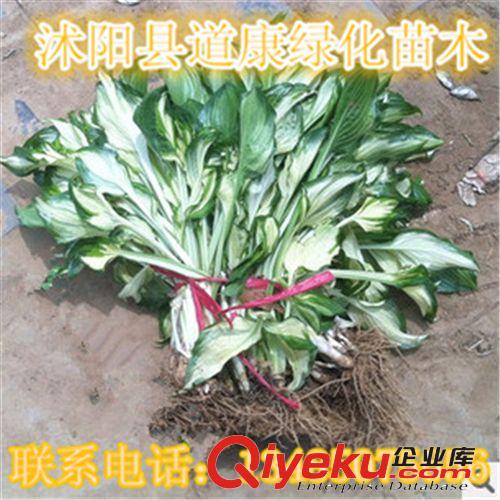 大量共贏金葉玉簪小苗 基地直供 品質保證原始圖片3